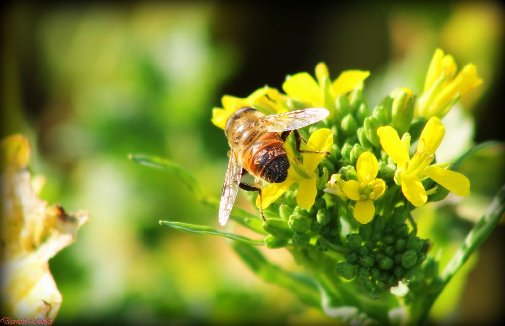 Dittero che imita un''ape: Eristalis sp.